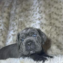 Black collar - Gray male Cane Corso puppy in Fairfield, California from Royal Class Kennels