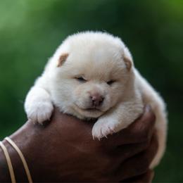 Boy 3 - Cream male Shiba Inu puppy in Hephzibah, Georgia from Evenfalls Shiba Inu