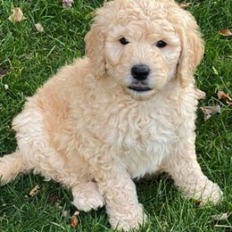 Goldendoodle Puppies from Heart of Michigan Goldendoodles