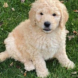 Goldendoodle Puppies from Heart of Michigan Goldendoodles