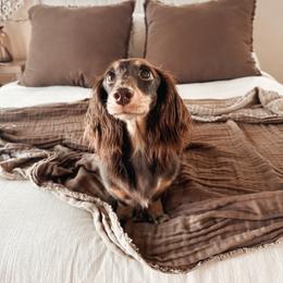 Rae - Dachshund