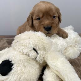 6th pick boy (black collar) - Dark golden male Golden Retriever puppy in Petaluma, California from Contango Goldens