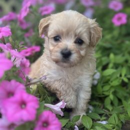 Luz - Champagne female Maltipoo puppy in Lebanon, Kentucky from Mosaic Merle Doodles