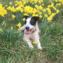 Parson Russell Terriers from Saddles Ridge PRT's
