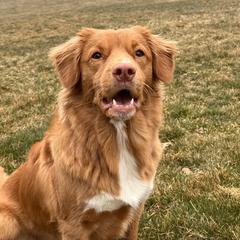 Nova Scotia Duck Tolling Retrievers from Saltwater Kennels