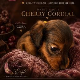 Cora - Sable female Dachshund puppy in Shawnee, Oklahoma from Magic Eagle Miniature Dachshunds