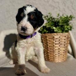 Twilight - Black and white female Bernedoodle puppy in Moreno Valley, California from Ayy_Doodles