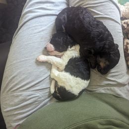 Poodle Puppies from New Hope Standard Poodles