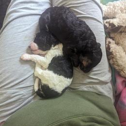 Poodle Puppies from New Hope Standard Poodles