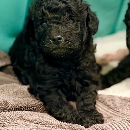 BB - Silver male Poodle puppy in Flagstaff, Arizona from Fido Dei Poodles