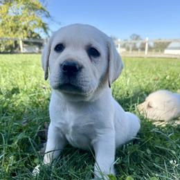 Boy 2 - male Labrador Retriever puppy in Medford, Oregon from Valley View English Labs
