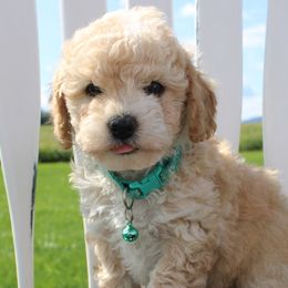 Assorted Doodle Crosses, Shihpoos, and Shih Tzus from Curls & Paws Canines