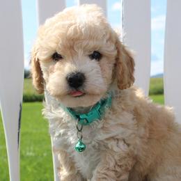 Assorted Doodle Crosses, Shihpoos, and Shih Tzus from Curls & Paws Canines