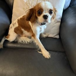 Olivia - Cavalier King Charles Spaniel