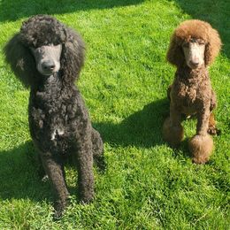 Poodles from T & T travels