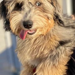 Bernedoodles and Cockapoos from The Pooch Palace LLC