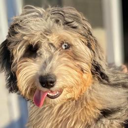 Bernedoodles and Cockapoos from The Pooch Palace LLC