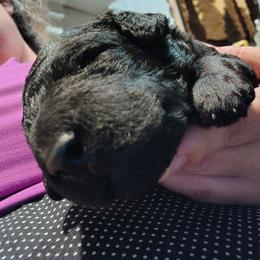 Windy - Blue female Poodle puppy in Huntsville, Alabama from Pandora