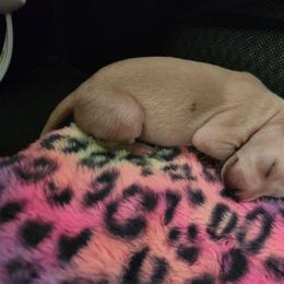 Cream Boy 2 - Cream male Italian Greyhound puppy in Snohomish, Washington from Divine Italian Greyhounds