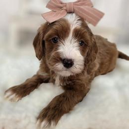 Tide - Red  female Goldendoodle puppy in Decatur, Tennessee from Diamond's Doodles