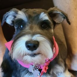 Lizzie - Miniature Schnauzer
