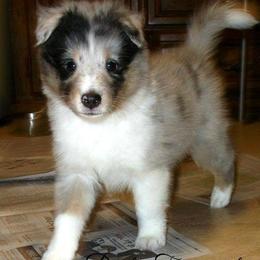 Shetland Sheepdog Puppies from Fancypants Shetland Sheepdogs