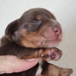Girl 1 - Chocolate and tan female Dachshund puppy in Paradise, Texas from C and J Minis