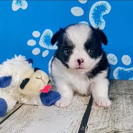 Bandit - Black and white male Chihuahua puppy in Redding, California from Akc ivy league chihuahua .  Com