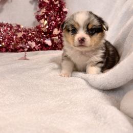 Boy 2 - Blue merle and white male American Corgi puppy in Payson, Illinois from Creek Farm Corgis