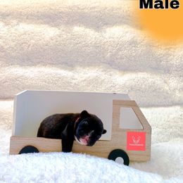 French Bulldog Puppies from FrenchieBnB