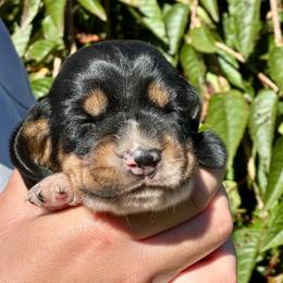 Male 1 - Black brown and white male Basset Hound puppy in Lindley, New York from Hill Top Basset Hounds & Cane Corso