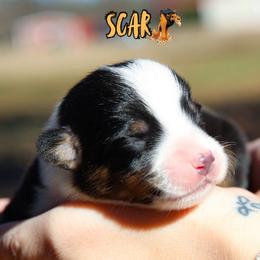 Scar - Black and tan male American Corgi puppy in Star City, Arkansas from T4 Farms
