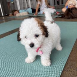BETSY - Parti female Maltipoo puppy in Sugar Land, Texas from Celebrity Maltipoos