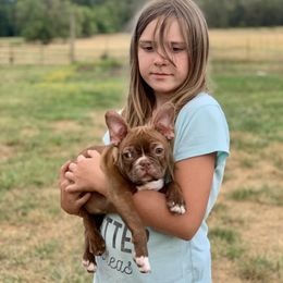Boston Terrier, Companion Cross, and French Bulldog Puppies from High Plains French Bulldogs,Boston Terriers and Frenchtons.