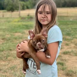 Boston Terrier, Companion Cross, and French Bulldog Puppies from High Plains French Bulldogs,Boston Terriers and Frenchtons.