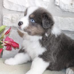 Australian Shepherd Puppies from Storm and Sage Australian Shepherds