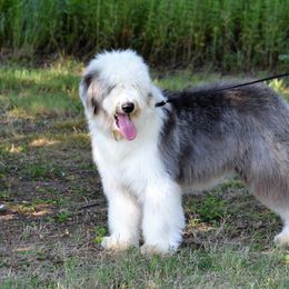 Blue - Old English Sheepdog