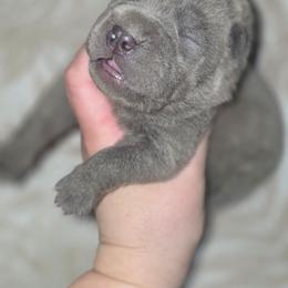 Flynn - Blue male Chinese Shar-Pei puppy in Salem, Ohio from WrinkleMonsters