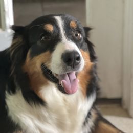 Fern - Australian Shepherd