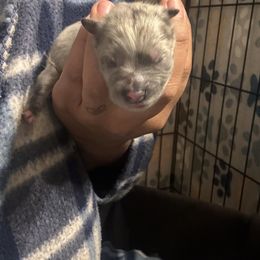 Pomsky and Siberian Husky Puppies from Miranda's Huskies