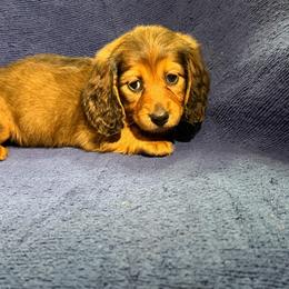 Grace 2800 - Red female Dachshund puppy in Tonopah, Arizona from Brandie's Dachshunds