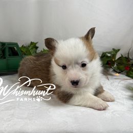 1,200 Billy Bob - Red male Pembroke Welsh Corgi puppy in Nashville, Arkansas from Whisenhunt Farms