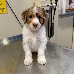 Biscoff - Brown merle male Aussiedoodle puppy in Heber City, Utah from Junipersdoodles