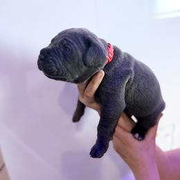 Red - Gray male Cane Corso puppy in Sullivan, Missouri from Midwest Cane Corso in Action