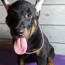 Boy 2B - Black and tan male Beauceron puppy in Vale, North Carolina from Von Katzenstein Kennel