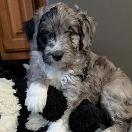 Basil - Blue merle male Aussiedoodle puppy in New Durham, New Hampshire from Ridgeview Aussiedoodles