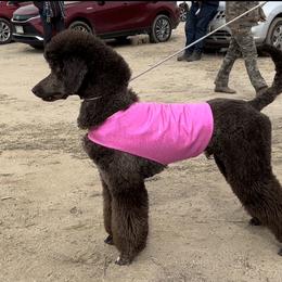 Rohan - Poodle