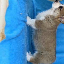 Pembroke Welsh Corgi Puppies from GSF Pembroke Welsh Corgis
