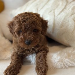 Poodle Puppies from Alina talmage cipu