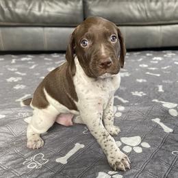 Jesse James - Liver and white male German Shorthaired Pointer puppy in Hot Springs, Virginia from Thunder Mountain Gun Dogs